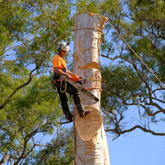 Arborist Tree Removal