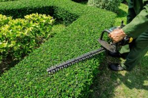 Trim Trees