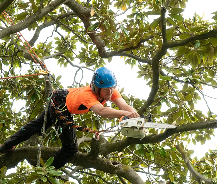 Arborist Tree Removal