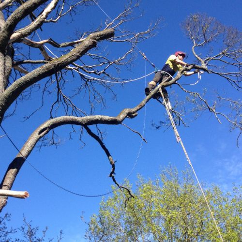 Tree Services