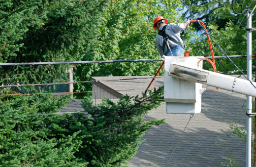 Trim Trees