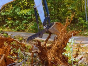 Tree Root Removal