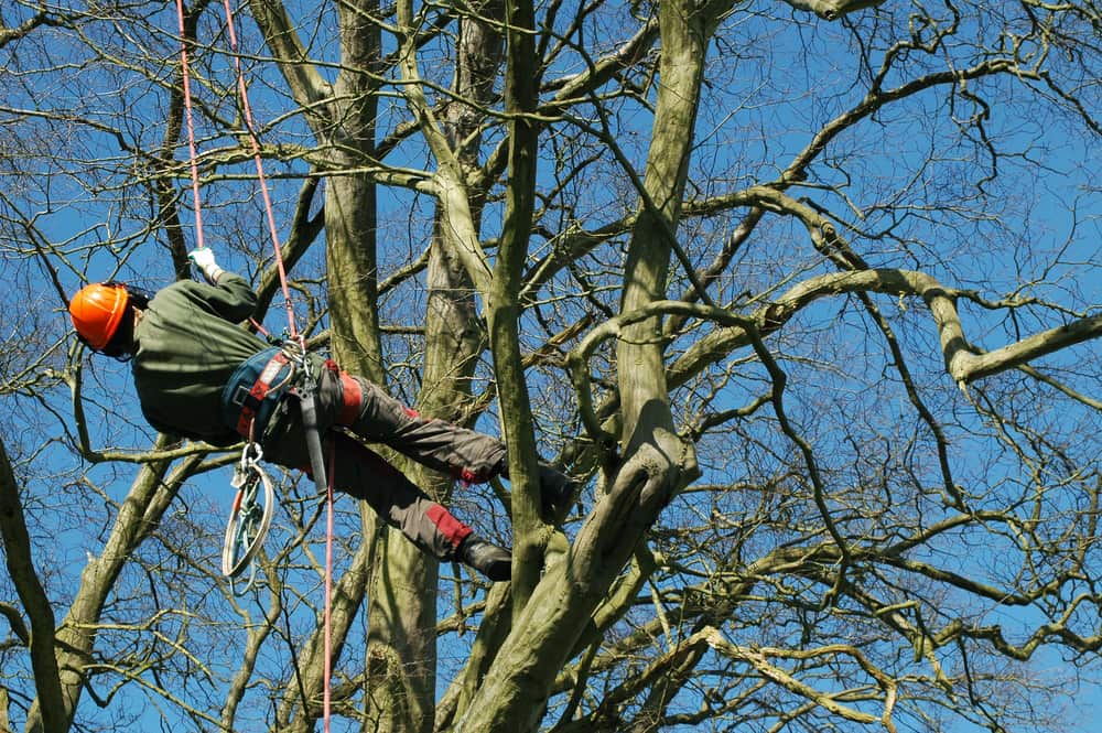 Tree inspection Services