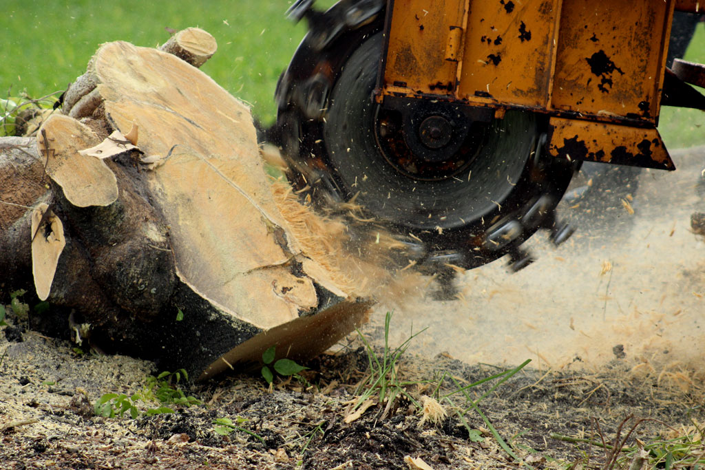 Tree Root Removal