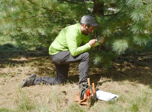 Tree inspection Services