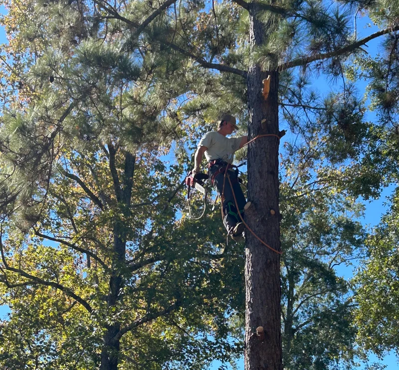 Tree inspection Services