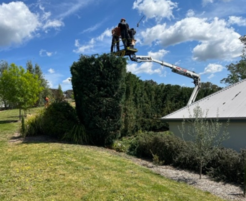 Trim Trees