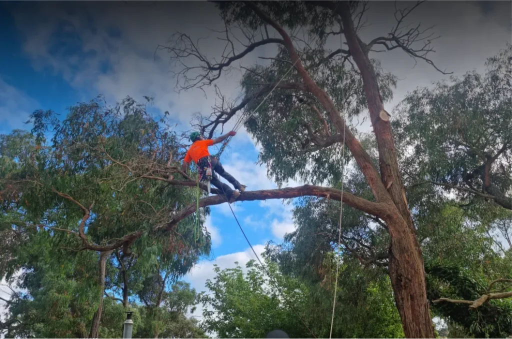 Arborist Tree Removal