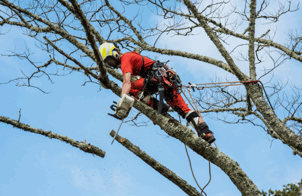Tree Services