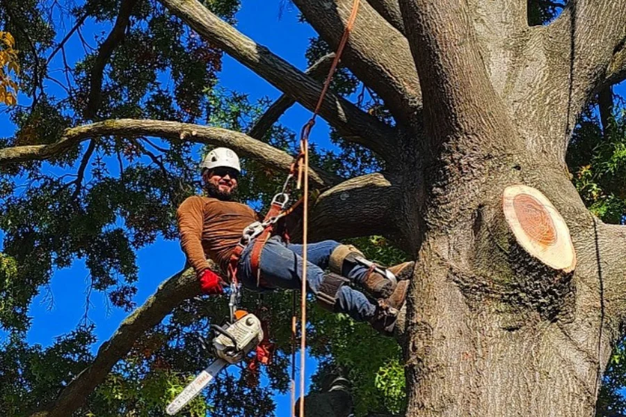 Arborist Tree Removal