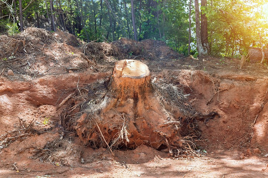 Tree Root Removal